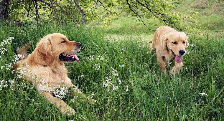 Sind Golden Retriever gute Hunde?