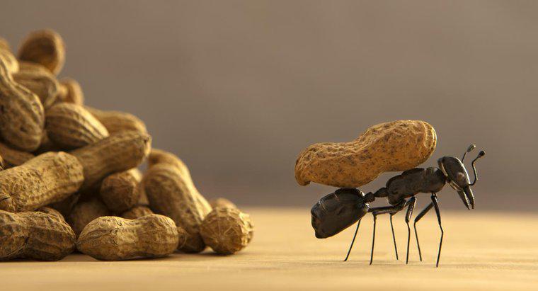 Was ist der beste Weg, um Ameisen loszuwerden?