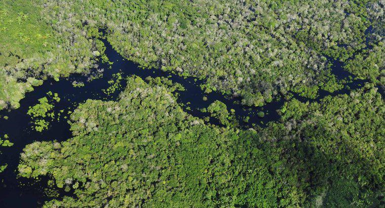 Welche Länder enthalten den Amazonas-Regenwald?