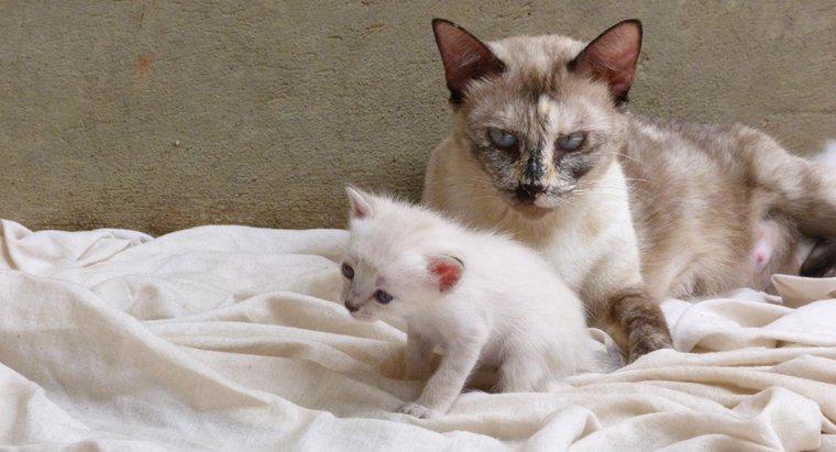Wann sind Kätzchen bereit, ihre Mutter zu verlassen?