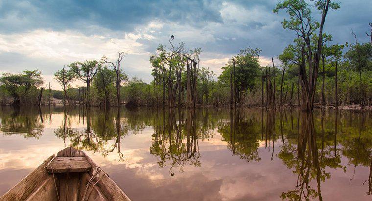 Warum sollten wir den Amazonas-Regenwald retten?