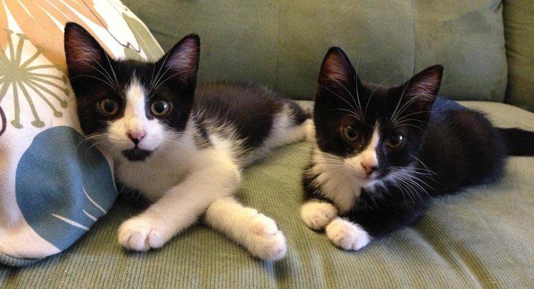 Was sind einige Namen von Zwillingskatzen?