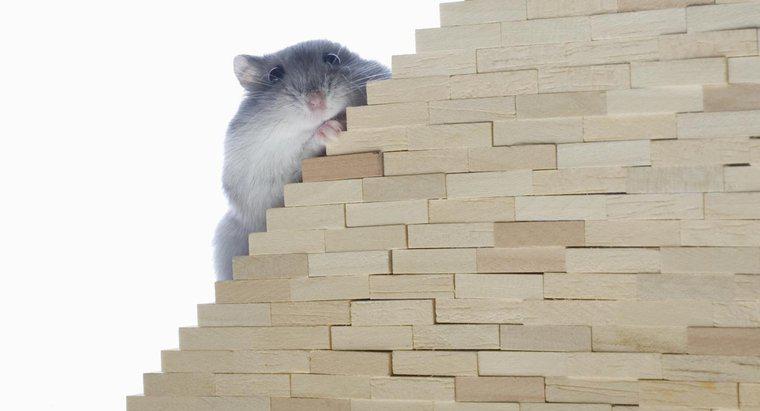 Können Mäuse Treppen steigen?