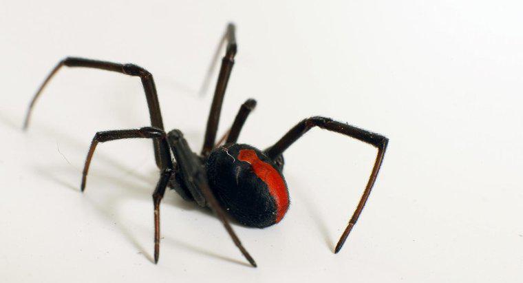 Was sind einige Fakten über die Black Widow Spider?