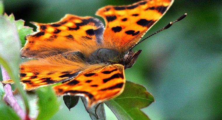 Was ist der wissenschaftliche Name für einen Schmetterling?