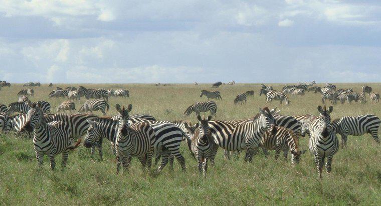 Wie schnell können Zebras laufen?