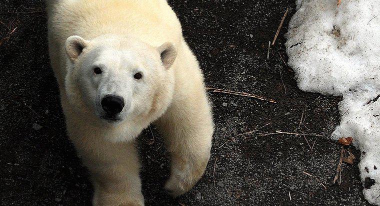 Wie schützen sich Eisbären?