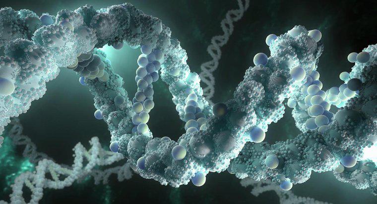 Wofür steht DNA?