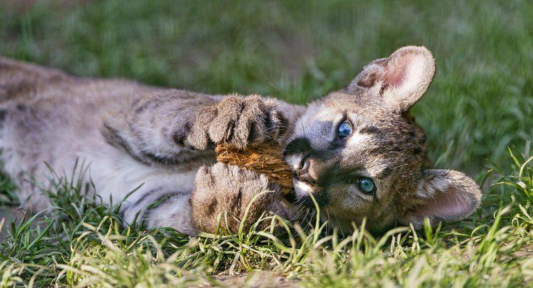 Wie heißt ein Baby-Puma?