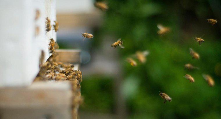 Wie werden Sie Bienen los, die im Boden nisten?