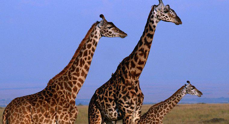 Wie groß kann eine Giraffe werden?