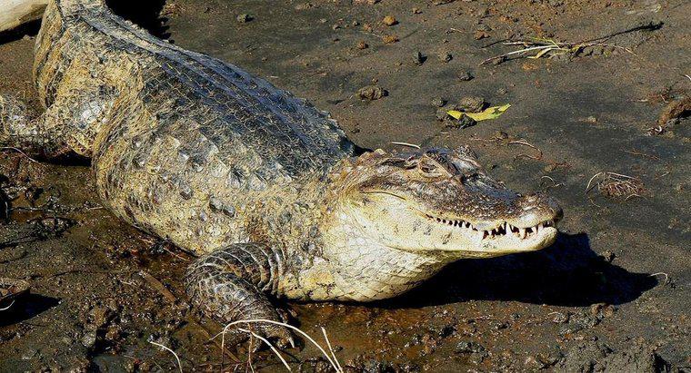 Wie viel wiegt ein Krokodil?