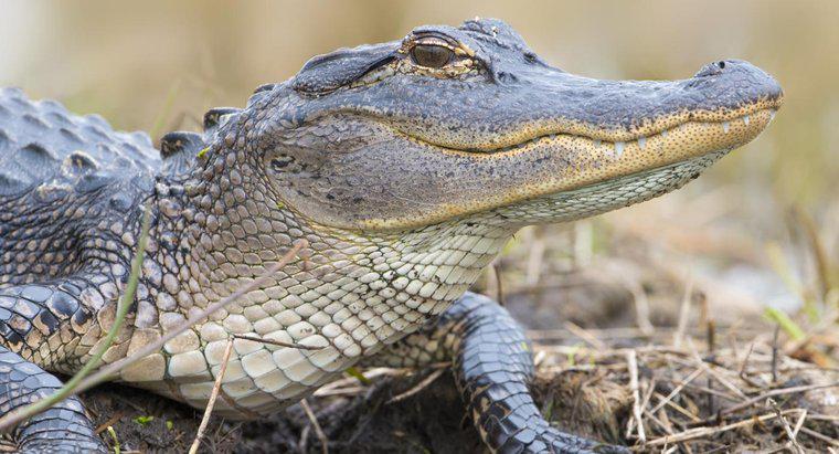 Wie schnell können Alligatoren an Land laufen?