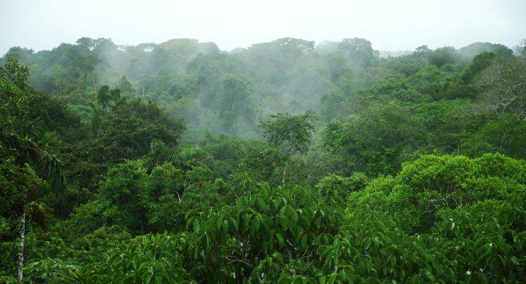 Was ist der durchschnittliche Niederschlag im Amazonas-Regenwald?