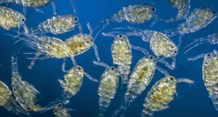 Welche Rolle spielt Plankton im Ökosystem?