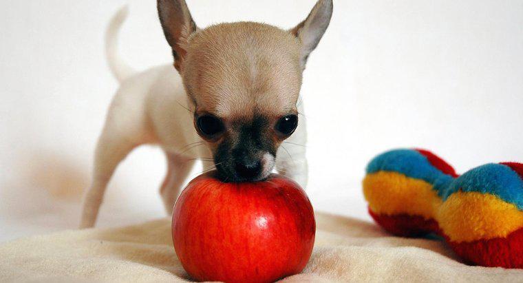 Dürfen Hunde Äpfel essen?