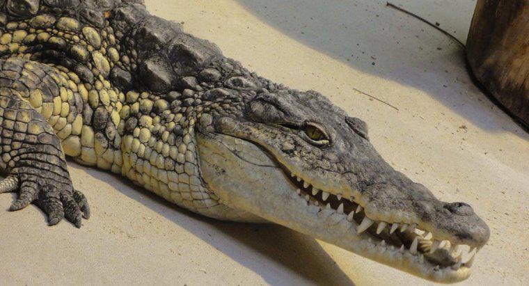 Wie viele Zähne hat ein Krokodil?