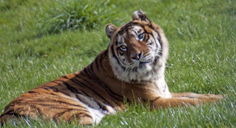 Woher hat der Bengal Tiger seinen Namen?
