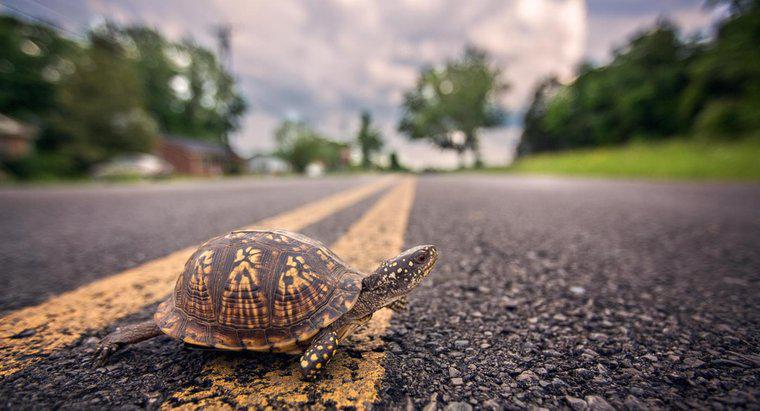 Können Schildkröten sich umdrehen?