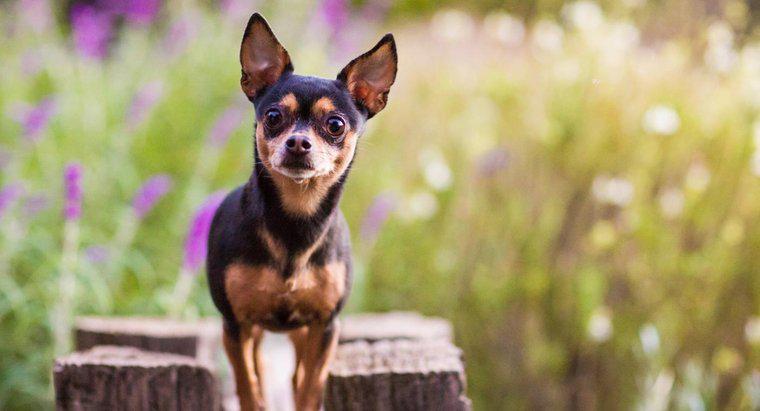 Wie lange leben Chihuahuas?