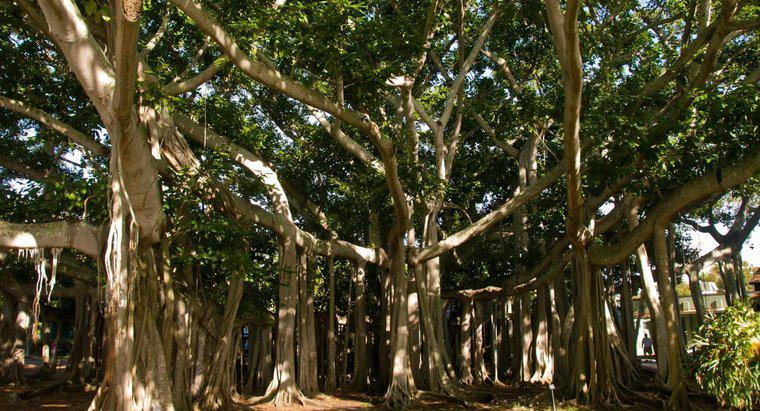 Wo wachsen Banyanbäume?