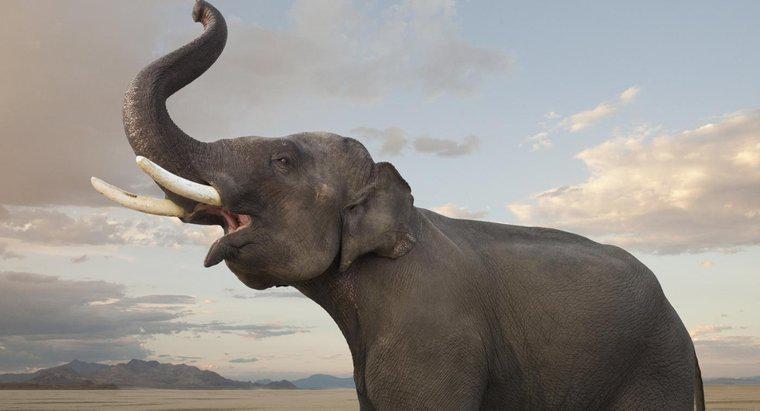 Wie zeigen Elefanten Emotionen?