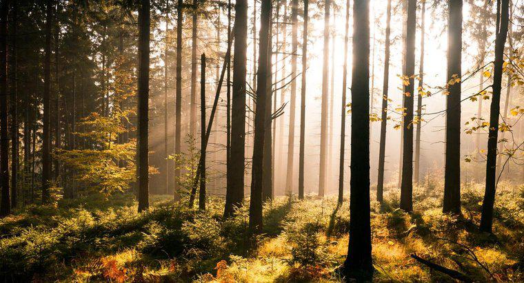 Was ist der Unterschied zwischen einem Wald und einem Wald?