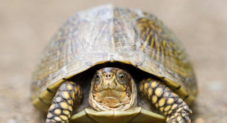 Was ist eine Dreizehen-Dosenschildkröte?