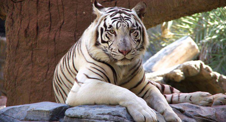 Warum sind Weiße Tiger vom Aussterben bedroht?