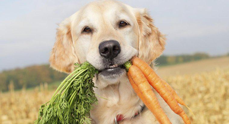 Dürfen Hunde rohe Karotten essen?