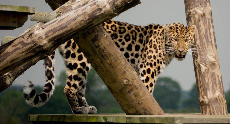 Warum sind Amur-Leoparden gefährdet?