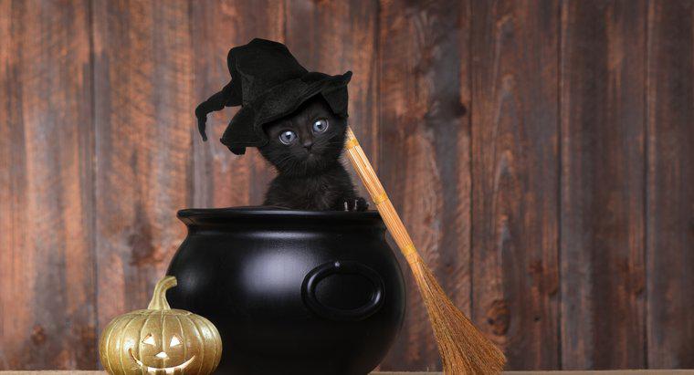 Warum sind schwarze Katzen ein Symbol für Halloween?