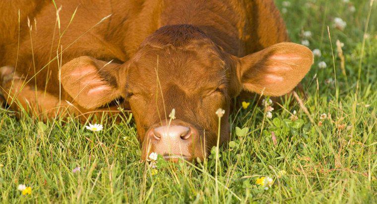 Wie viele Stunden pro Tag schlafen Kühe?