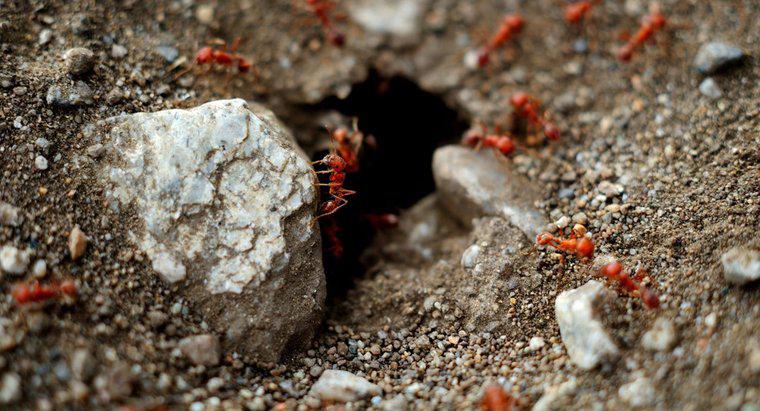 Wie werde ich rote Ameisen in meinem Garten los?