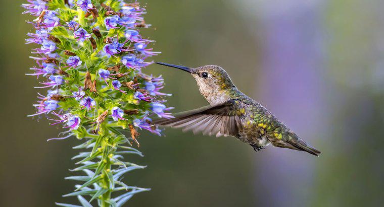 Wie schnell fliegen Kolibris?