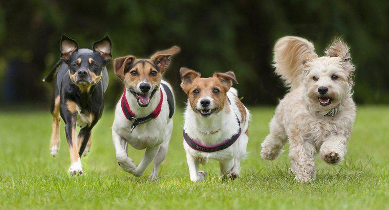 Was ist der schnellste Hund der Welt?