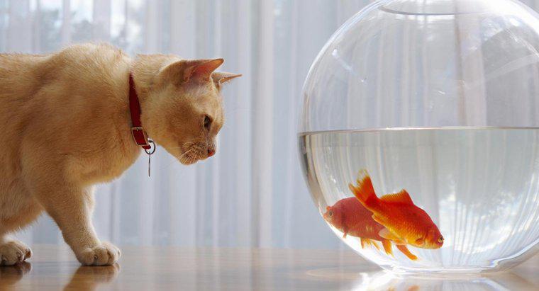 Warum sinken Goldfische auf den Boden des Tanks?