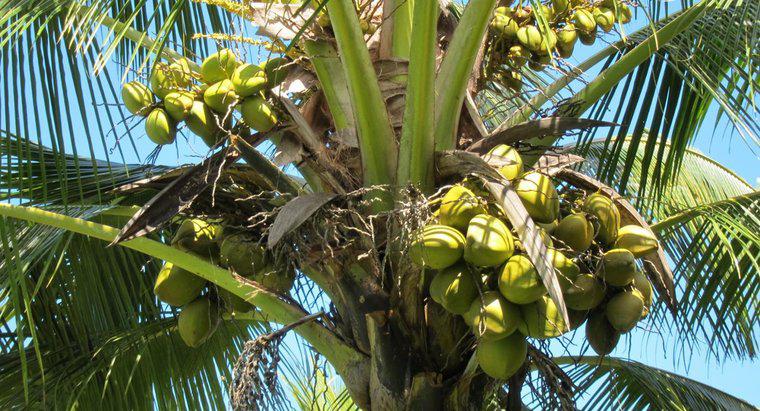Was sind die verschiedenen Arten von Kokosnüssen?
