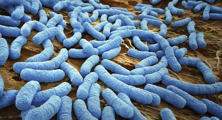Wie atmen Bakterien?