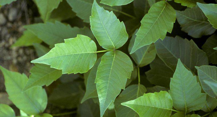 Was sind die besten Möglichkeiten, Poison Ivy loszuwerden?