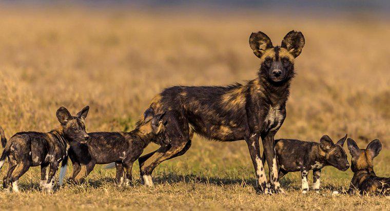 Was fressen afrikanische Wildhunde?