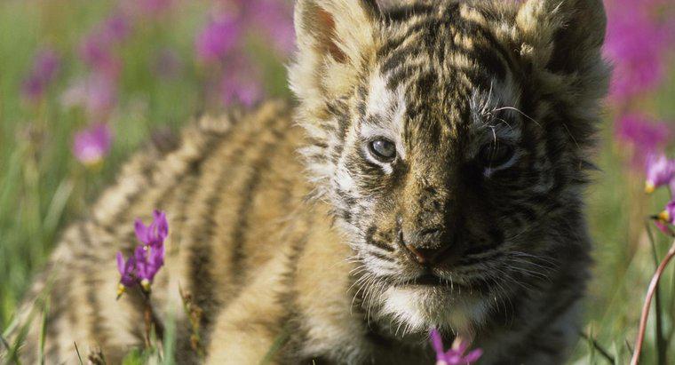 Wie groß ist ein Baby Sibirischer Tiger?