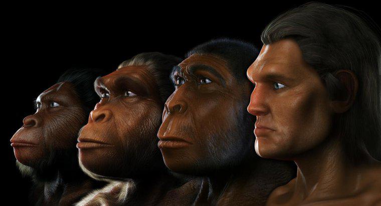 Wo lebte Australopithecus?