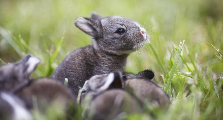 Wie viele Babys haben Kaninchen in einem Wurf?