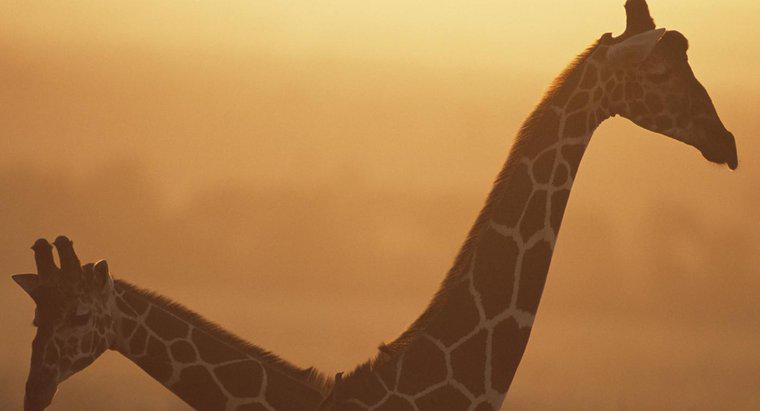 Was ist das Durchschnittsgewicht einer Giraffe?