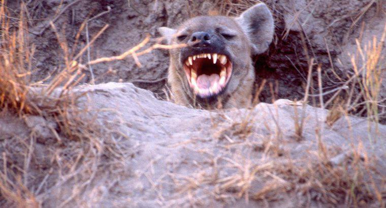 Warum lachen Hyänen?