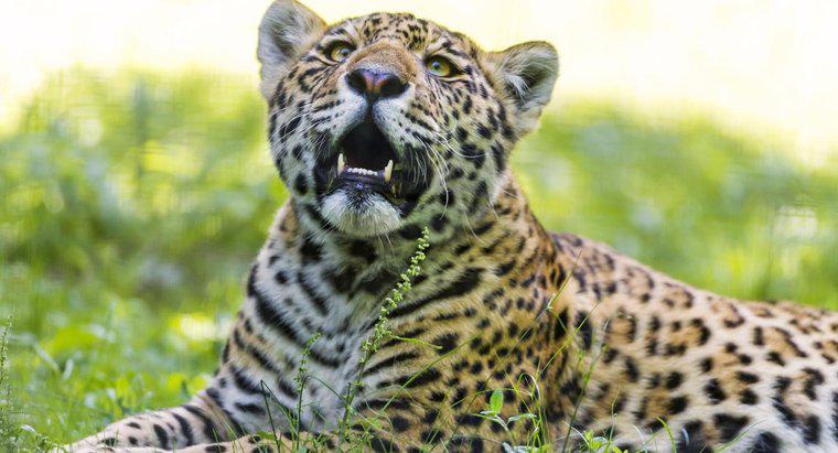Warum ist der Jaguar gefährdet?