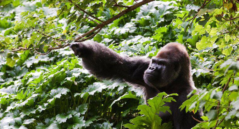 Wie viele Gorillas gibt es noch auf der Welt?
