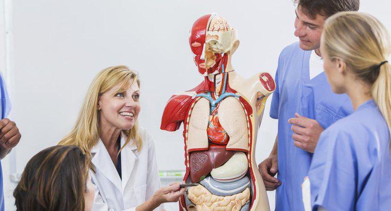 Wo befinden sich die Atmungsorgane im menschlichen Körper?
