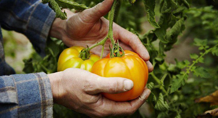 Was sind einige Tipps für den Tomatenanbau?